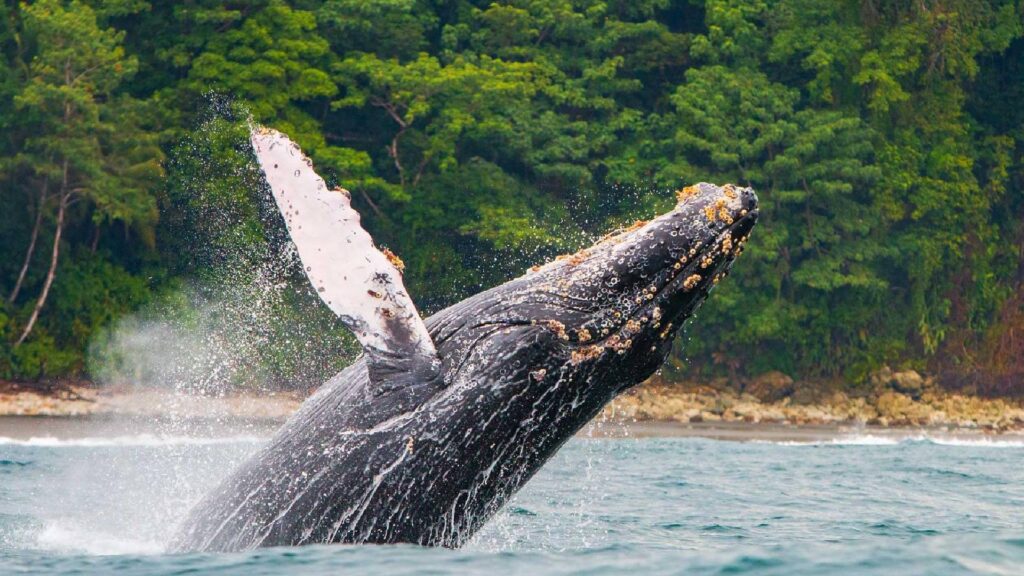 bahia-solano-colombia-ver-ballenas