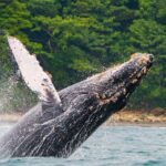 bahia-solano-colombia-ver-ballenas