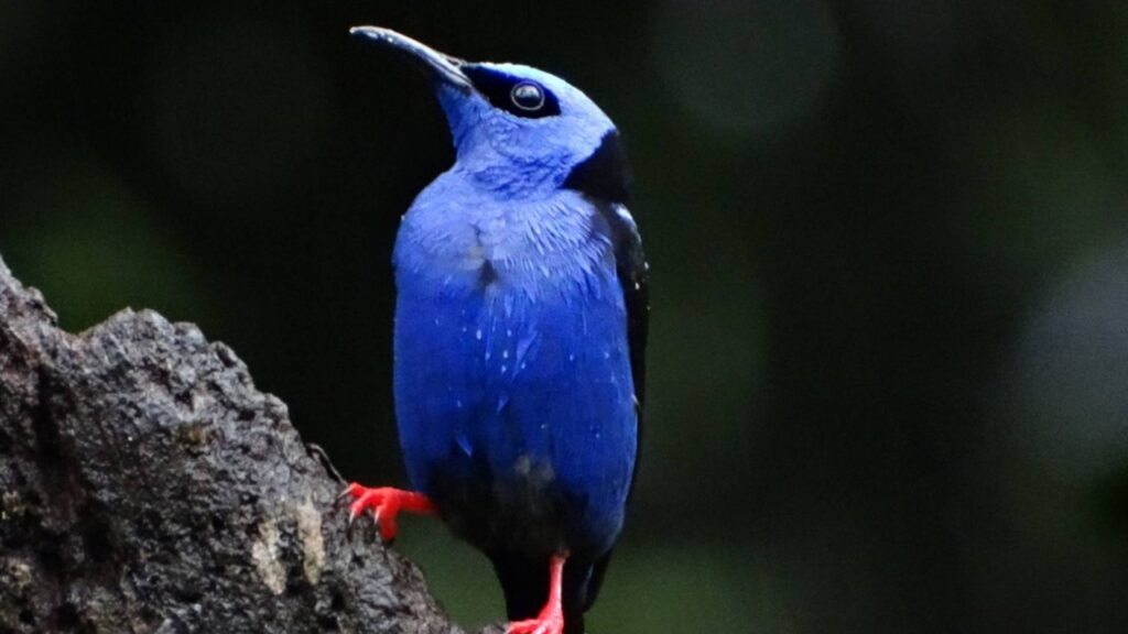 global-big-day-colombia-mielero-patirojo