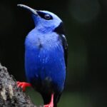 global-big-day-colombia-mielero-patirojo