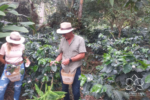 cultivos-de-cafe