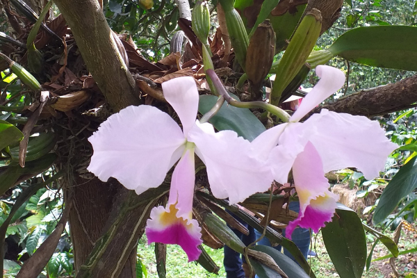 orquidea-colombia