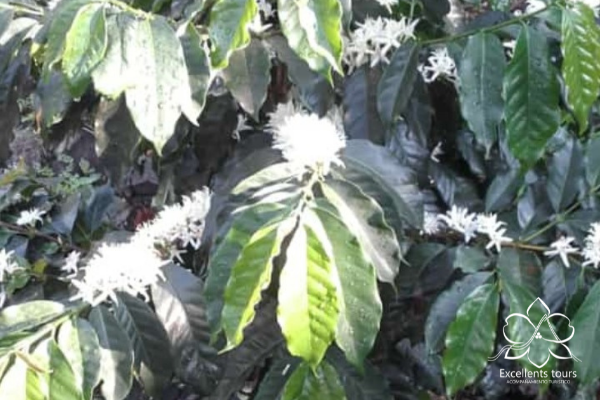 flores-de-cafe