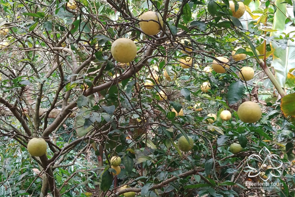 frutos-en-cafetales