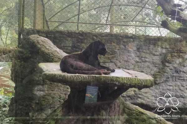 animales-salvajes