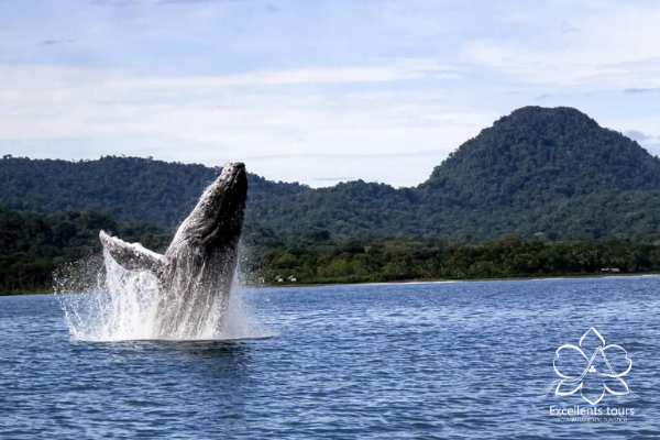 avistamiento-de-ballenas-colombia