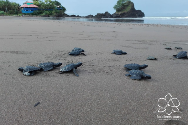 liberacion-de-tortugas-en-colombia