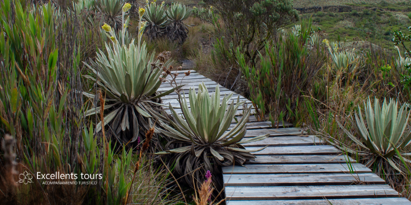 Paramo (11)