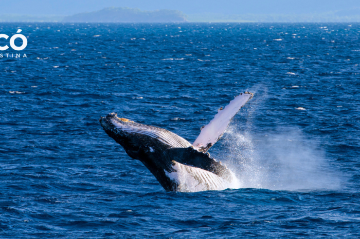 Isla Gorgona : Un santuario para las ballenas jorobadas: