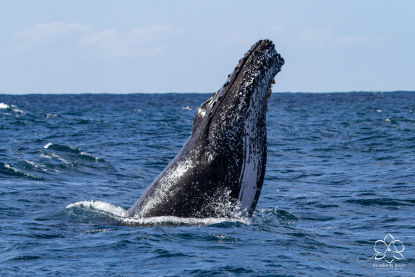 avistamiento-de-ballenas-guapi