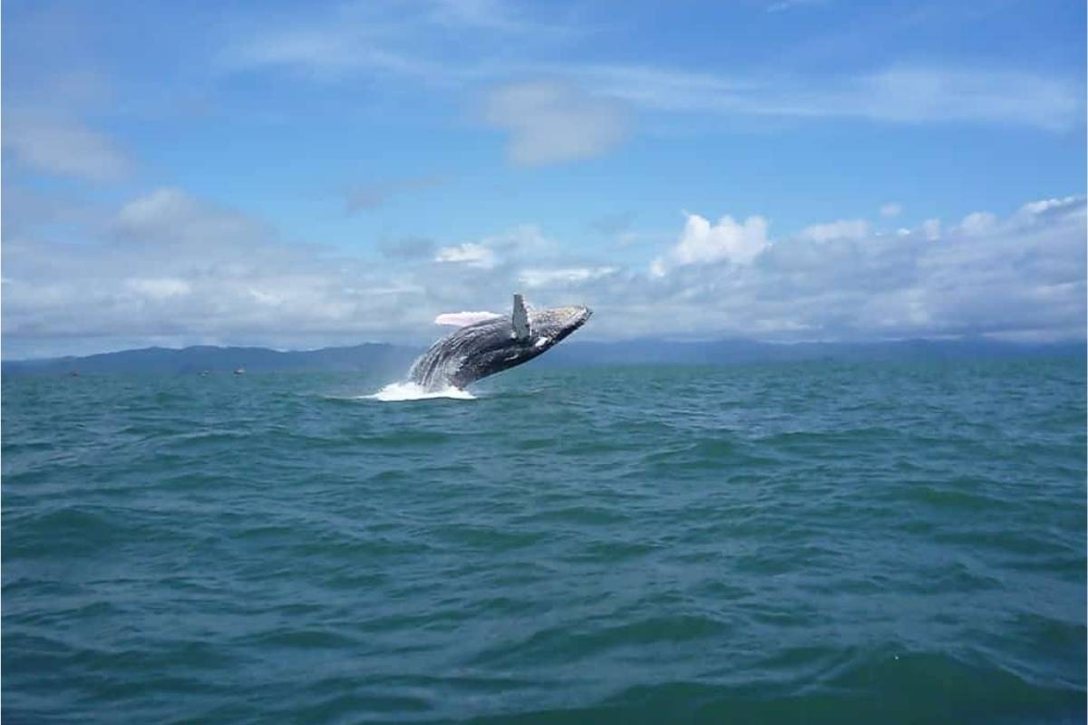 avistamiento-de-ballenas-jorobadas-en-bahia-solano-o-nuqui