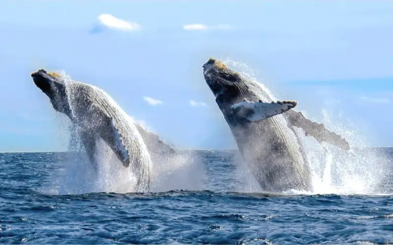 viajeros-lancha-ballenas-bahia-solano.webp