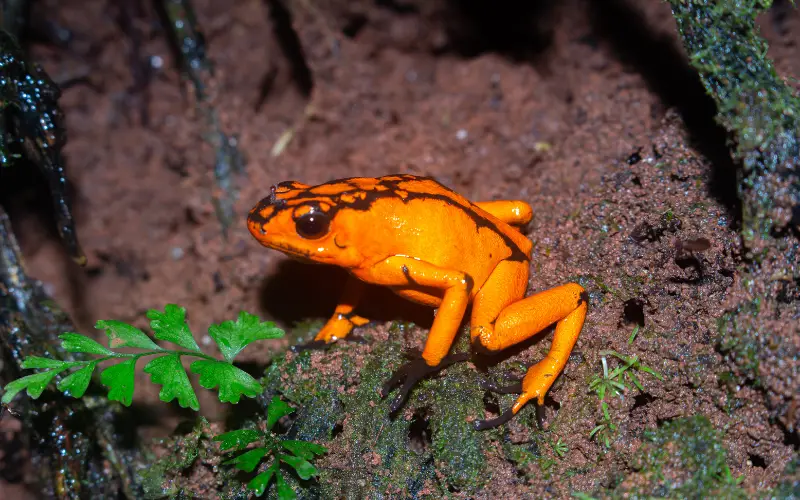 ranas-venenosas-choco-colombia