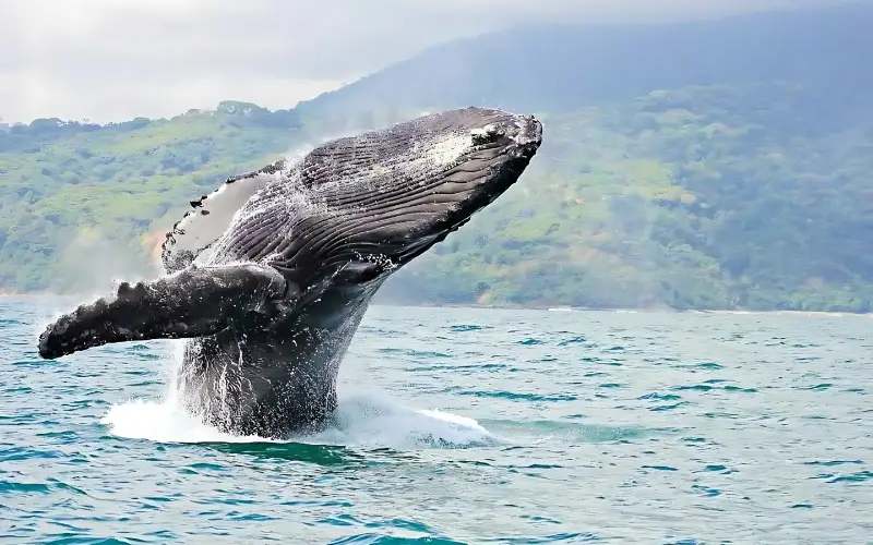 ver-ballenas-en-colombia