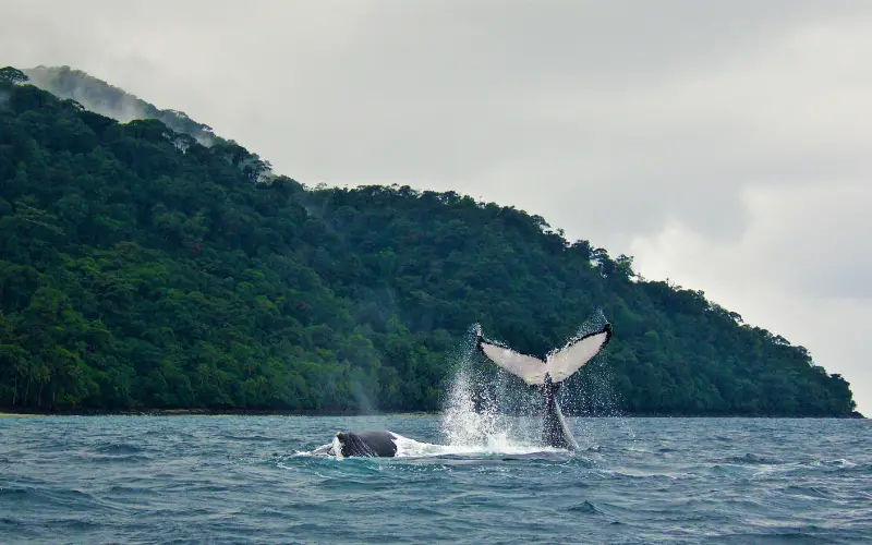 ballena-jorobada-pacifico-colombiano.webp
