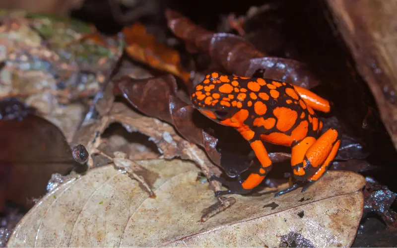 safari-diurno-por-la-selva