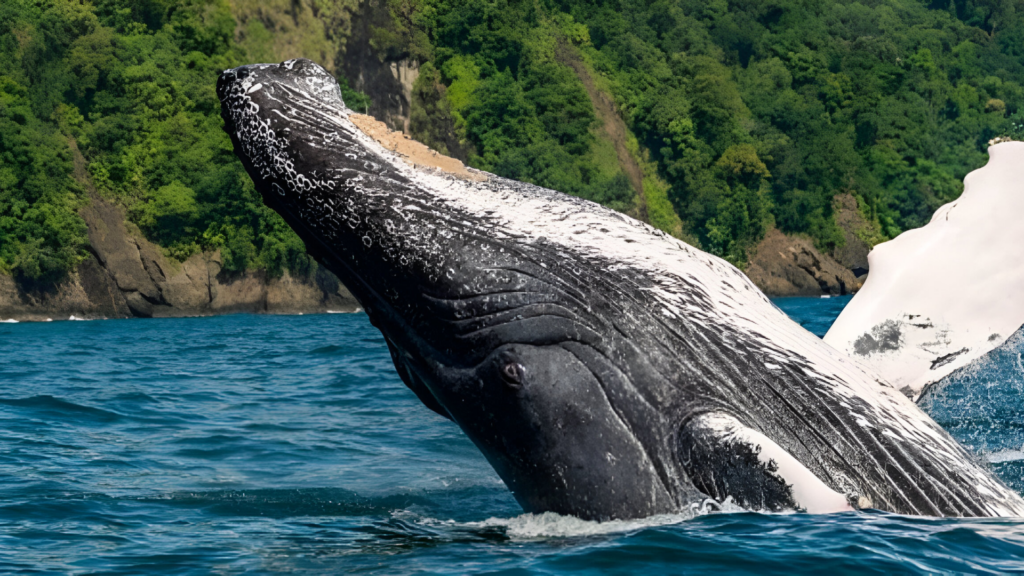 tours-colombia-avistamiento-de-ballenas-en -el-choco