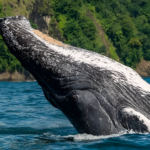 tours-colombia-avistamiento-de-ballenas-en -el-choco