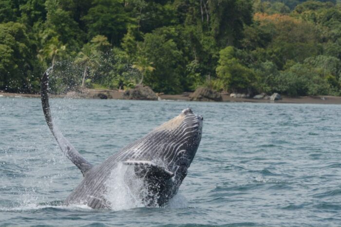 Promo avistamiento de ballenas desde Medellín 2026 | Bahía Solano