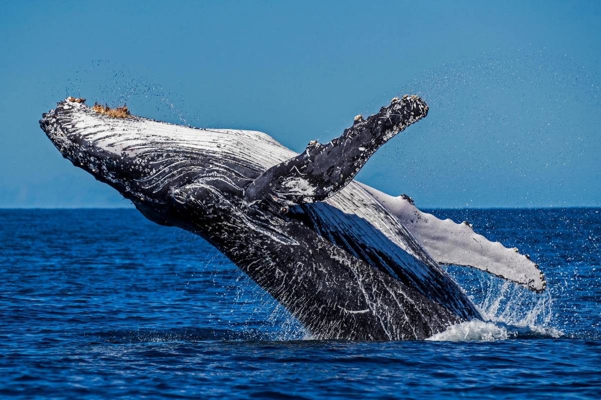 características-físicas-de-la-ballena-jorobada-o-yubarta