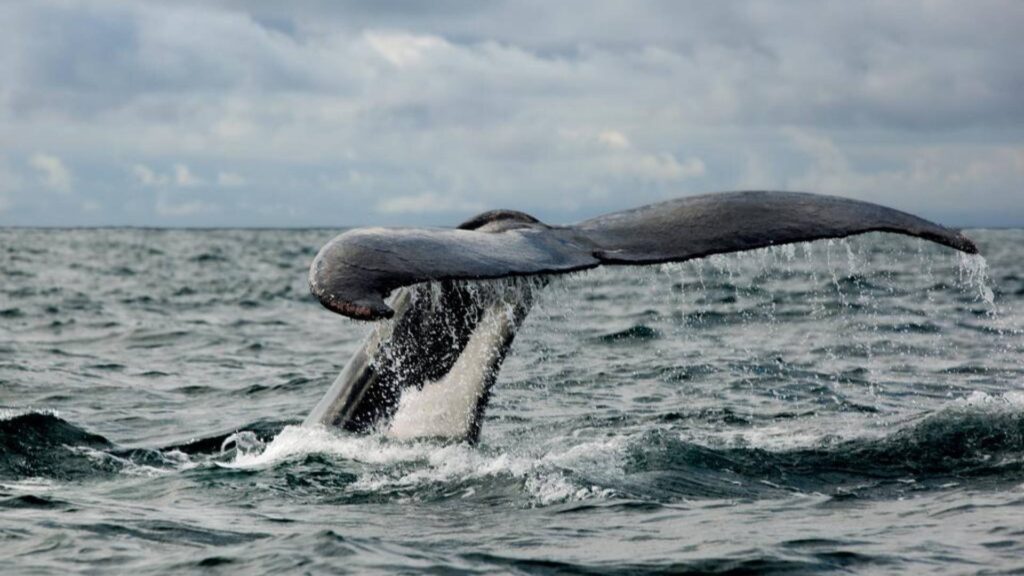 Ballena jorobada en bahía-solano-durante- temporada-de-avistamiento