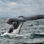 Ballena jorobada en bahía-solano-durante- temporada-de-avistamiento