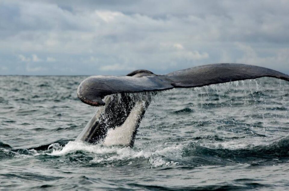 Ballena Jorobada en Bahía Solano