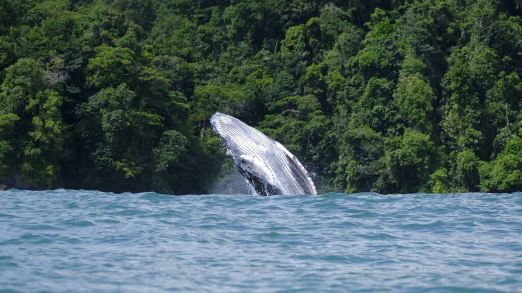 bahia-solano-o-nuqui-para-ver-ballenas.jpg