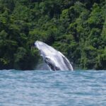 bahia-solano-o-nuqui-para-ver-ballenas.jpg