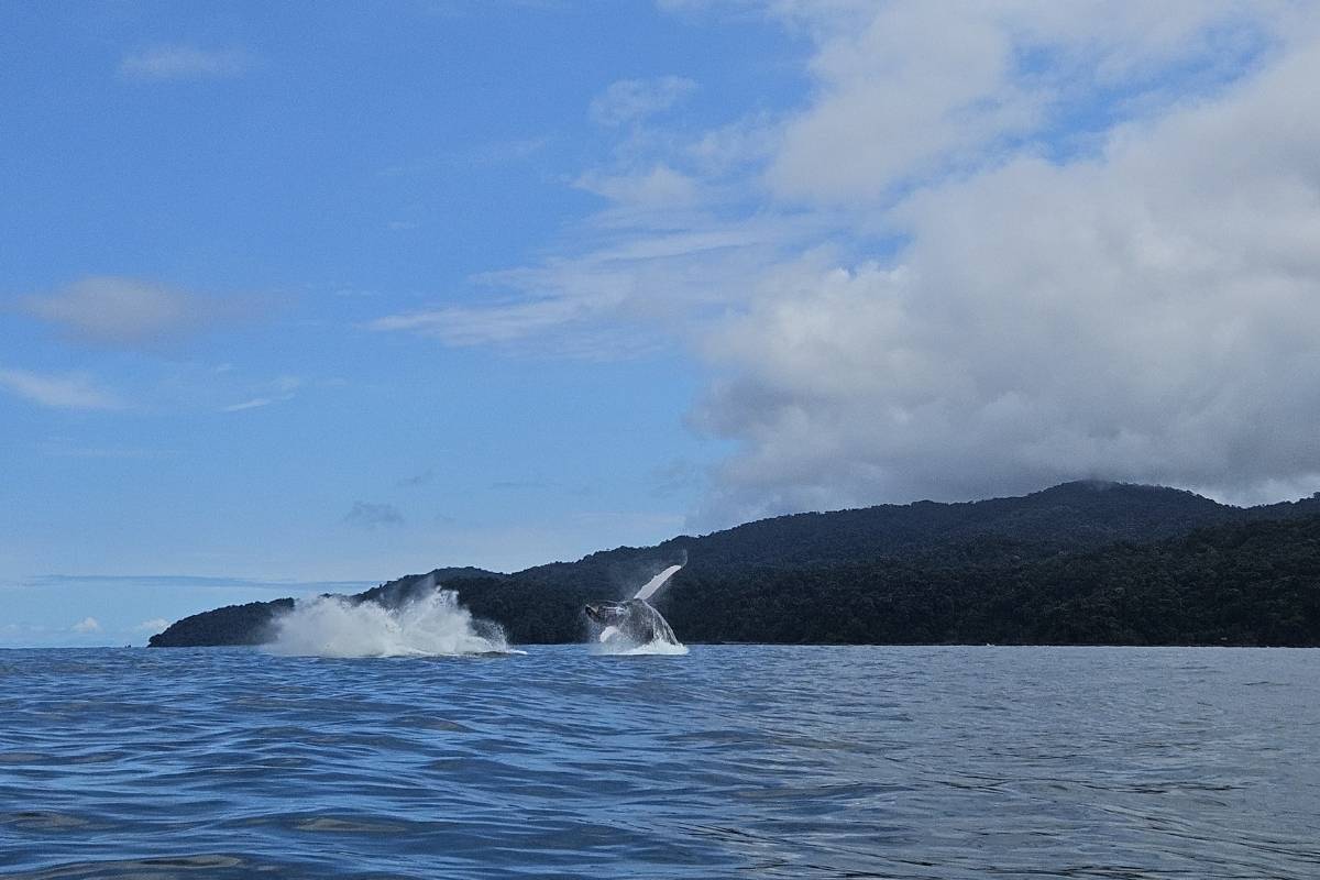 avistamiento-de-ballenas-desde-bahia-solano.webp