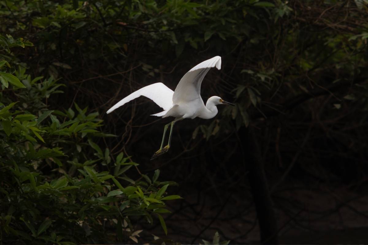 avistamiento-de-aves-en-colombia-durante-el-global-big-day
