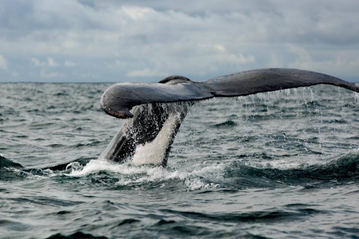 temporada-de-ballenas-en-colombia-entre-julio-y-octubre